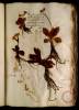  Fol. 33 

Primula veris platyphyllos sive Auricula Ursi Matth. floris lutei. Consolida semperviva. Sanicula foemina. Auricula Ursi flore rubeo.